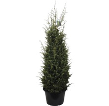 Säulenzypresse in einem schwarzen Topf