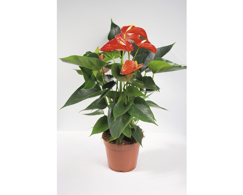 Flamingoblume/ Anthurie orange FloraSelf Anthurium andreanum H ca. 50 cm Ø 17 cm Topf