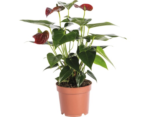 Flamingoblume/ Anthurie FloraSelf Anthurium andreanum H 35-40 cm Ø 12 cm Topf rot Anthurie Pflanze im Topf