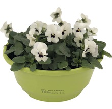 Hornveilchen in einem Pflanzgefäß