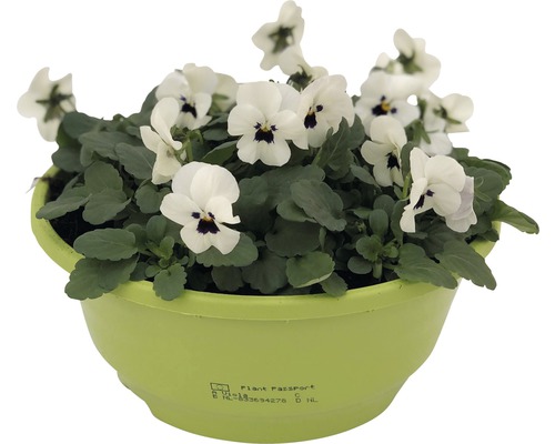 Hornveilchen in einem Pflanzgefäß