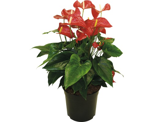 Flamingoblume, Anthurie rot FloraSelf Anthurium andreanum H 60-70 cm Ø 27 cm Topf Anthurie Pflanze im Topf mit roten Blüten und grünen Blättern