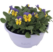 Hornveilchen im Topf