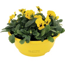 Gelbe Stiefmütterchen in gelbem Pflanzgefäß.