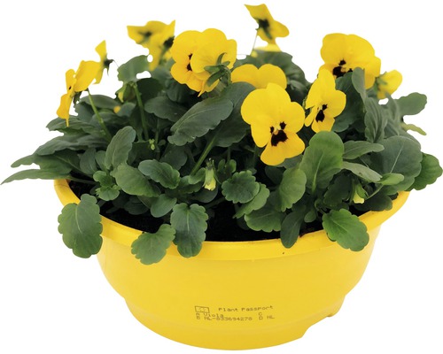 Gelbe Stiefmütterchen in gelbem Pflanzgefäß.