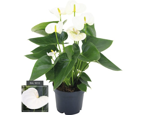 Flamingoblume/ Anthurie FloraSelf Anthurium andreanum H 35-40 cm Ø 12 cm Topf Anthurie Zimmerpflanze mit weißen Blüten im Topf