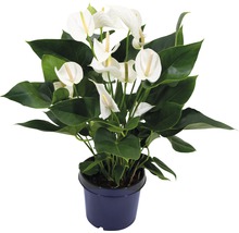 Anthurium Zimmerpflanze im Topf