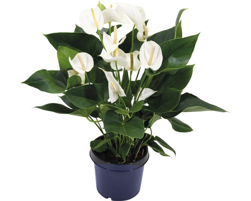 Flamingoblume/ Anthurie FloraSelf Anthurium andreanum H 80-90 cm Ø 27 cm Topf weiß Anthurium Zimmerpflanze im Topf