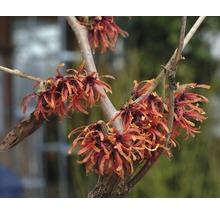 Nahaufnahme eines Zweigs der Zaubernuss mit roten Blüten