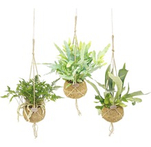Drei hängende Kokedama Pflanzen mit Seilaufhängung