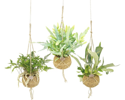 Drei hängende Kokedama Pflanzen mit Seilaufhängung