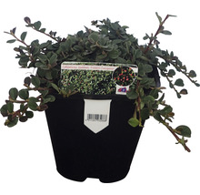 Zwergmispel FloraSelf Cotoneaster dammeri 'Frieders Evergreen' H ca. 10 cm Co 1 L