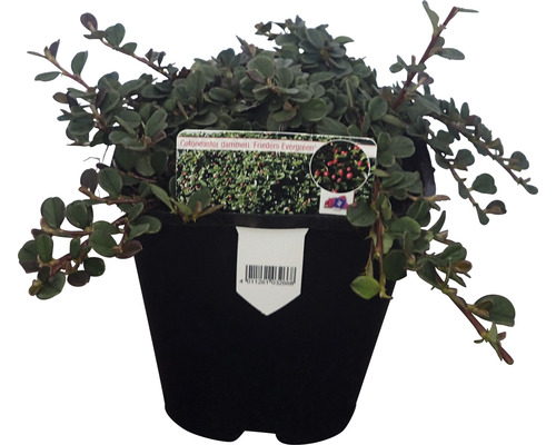 Zwergmispel FloraSelf Cotoneaster dammeri 'Frieders Evergreen' H ca. 10 cm Co 1 L
