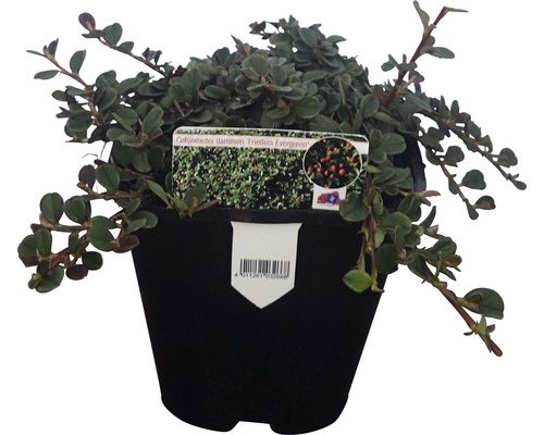 Zwergmispel FloraSelf Cotoneaster dammeri 'Frieders Evergreen' H ca. 10 cm Co 1 L Immergrüner Zwergmispel in einem Topf