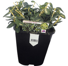 Goldgelber Kriechspindel FloraSelf Euonymus fortunei 'Sunspot' H 5-10 cm Co 1 L