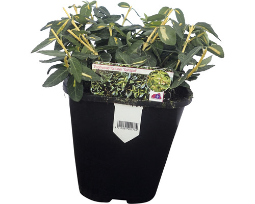 Goldgelber Kriechspindel FloraSelf Euonymus fortunei 'Sunspot' H 5-10 cm Co 1 L Euonymus fortunei Sunspot im Topf