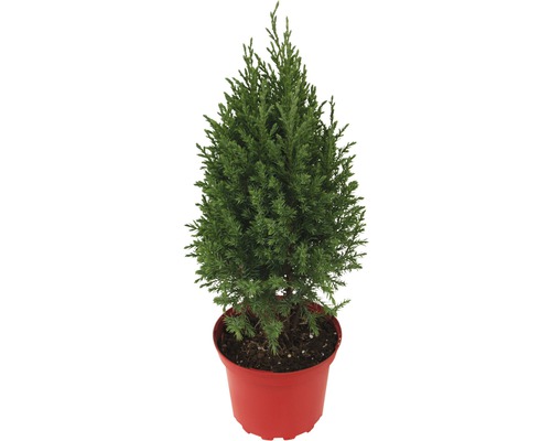 Blauer Kegelwacholder 'Stricta' H 20-40 cm Co 2,5 L Mini Weihnachtsbaum zur Pflanzung geeignet