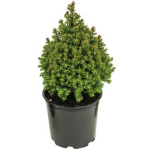 Zuckerhutfichte im Topf