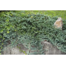 Wacholderpflanze mit Stein im Gartenbeet
