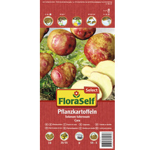 FloraSelf Pflanzkartoffeln der Sorte Cara