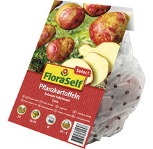 FloraSelf Pflanzkartoffeln Cara im perforierten Beutel