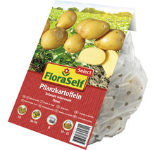 FloraSelf Pflanzkartoffeln Sorte Penni in perforierter Verpackung