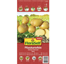 FloraSelf Pflanzkartoffeln der Sorte Penni, Solanum tuberosum