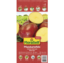 FloraSelf Pflanzkartoffeln Baltic Rose
