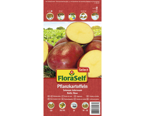 Pflanzkartoffel FloraSelf Select 'Baltic Rose' 10 Stk.