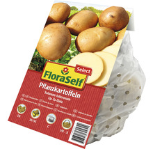 FloraSelf Pflanzkartoffeln Sorte Up-To-Date im perforierten Beutel
