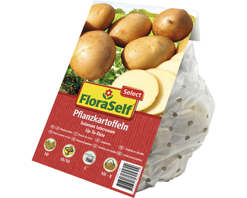 FloraSelf Pflanzkartoffeln Sorte Up-To-Date im perforierten Beutel