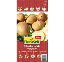 FloraSelf Pflanzkartoffeln, Sorte Up-to-Date, Solanum tuberosum