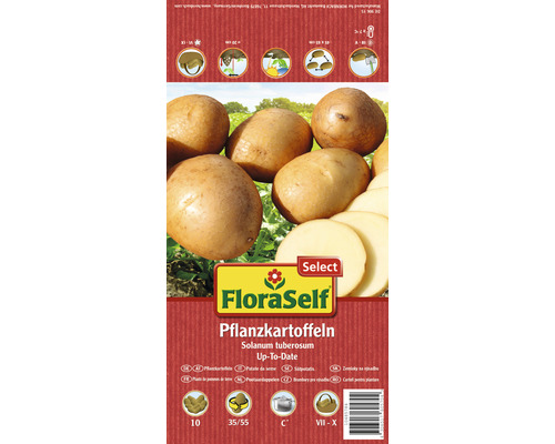 Pflanzkartoffeln 'Up-To-Date' FloraSelf Select 10 Stk.