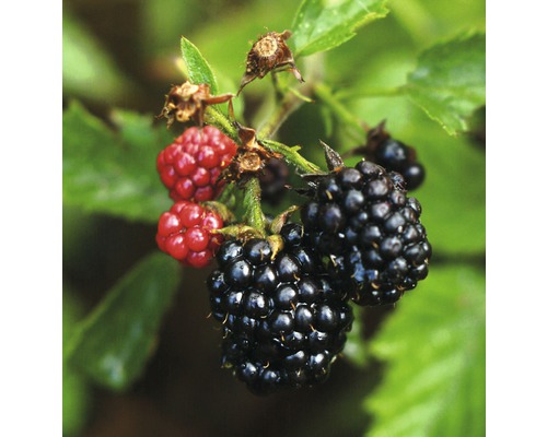 Brombeere 'Nessy' 30/50 cm Brombeere 'Nessy' 30/50 cm