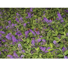 Schmetterlingsflieder mit Schmetterlingen im Garten