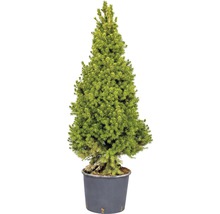 Künstliche Zuckerhutfichte im Topf