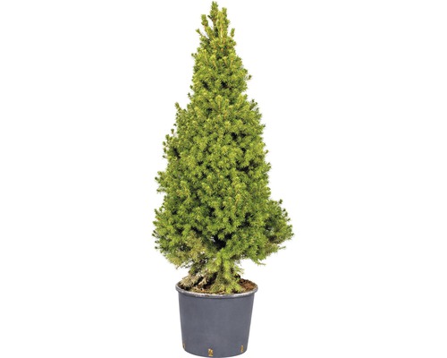 Künstliche Zuckerhutfichte im Topf