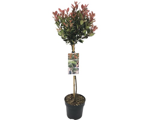 Glanzmispel Stämmchen FloraSelf Photinia fraseri 'Chico' Stammhöhe 50 cm Co 3 L Photinia Fraseri Red Robin Kugelbaum im Topf