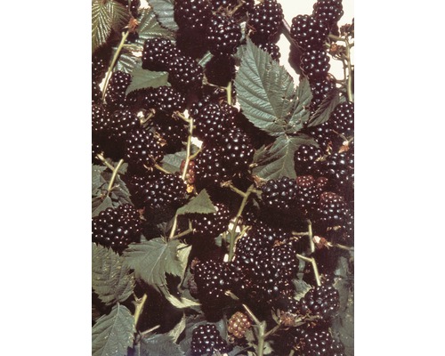 Brombeeren