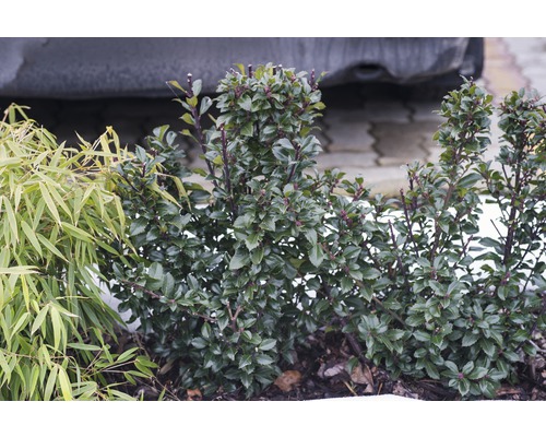 Heckenpflanze Stechpalme/Ilex meservae 'Heckenpracht' 40/60 cm ab 10 Stück