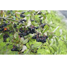 Aronia Pflanze mit reifen Beeren an Zweigen