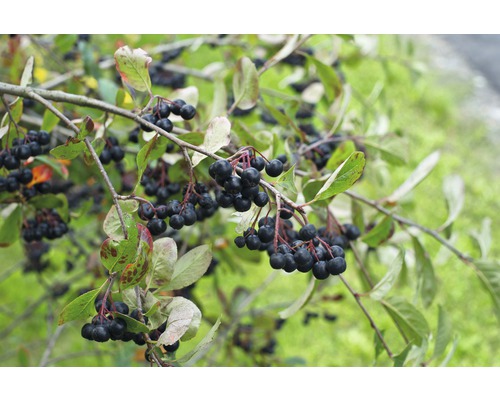 Aronia Pflanze mit reifen Beeren an Zweigen