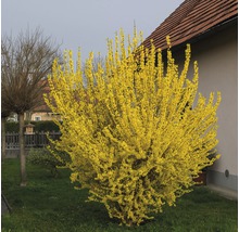 Forsythie im Garten