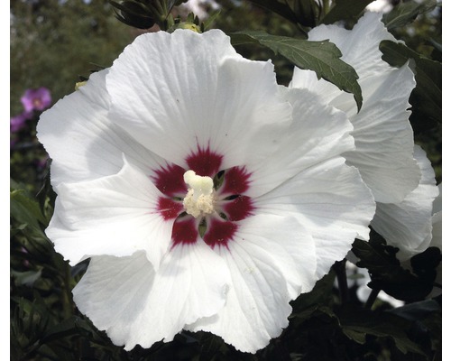 Laubstrauch Eibisch/Hibiscus 'Red Heart' ca 40 cm