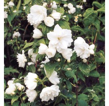 Gefüllter Jasmin mit weißen Blüten und grünen Blättern