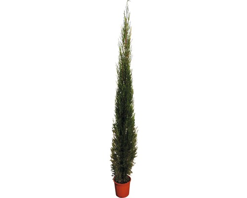 Mittelmeer-Zypresse 'Pyramidalis' FloraSelf Cupressus sempervierens 'Pyramidalis' H 160-180 cm Co 15 L-0