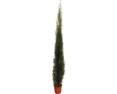 Mittelmeer-Zypresse 'Pyramidalis' FloraSelf Cupressus sempervierens 'Pyramidalis' H 160-180 cm Co 15 L