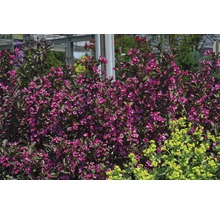 Laubstrauch Weigelie 'Alexandra' 30/40 cm