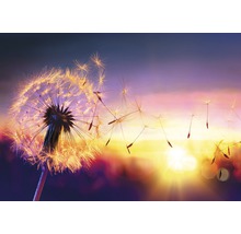 Nahaufnahme einer Pusteblume mit fliegenden Samen