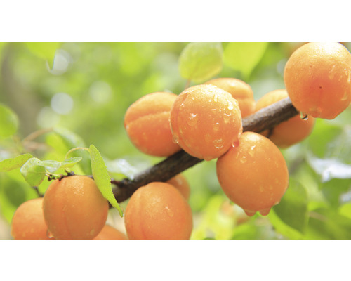 Bio Zwerg-Marille FloraSelf Bio Prunus armeniaca 'Orange Beauty' Stammhöhe 40 cm Gesamthöhe 60-80 cm Co 7,5 L